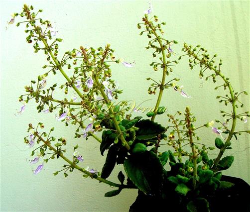  Inflorescences